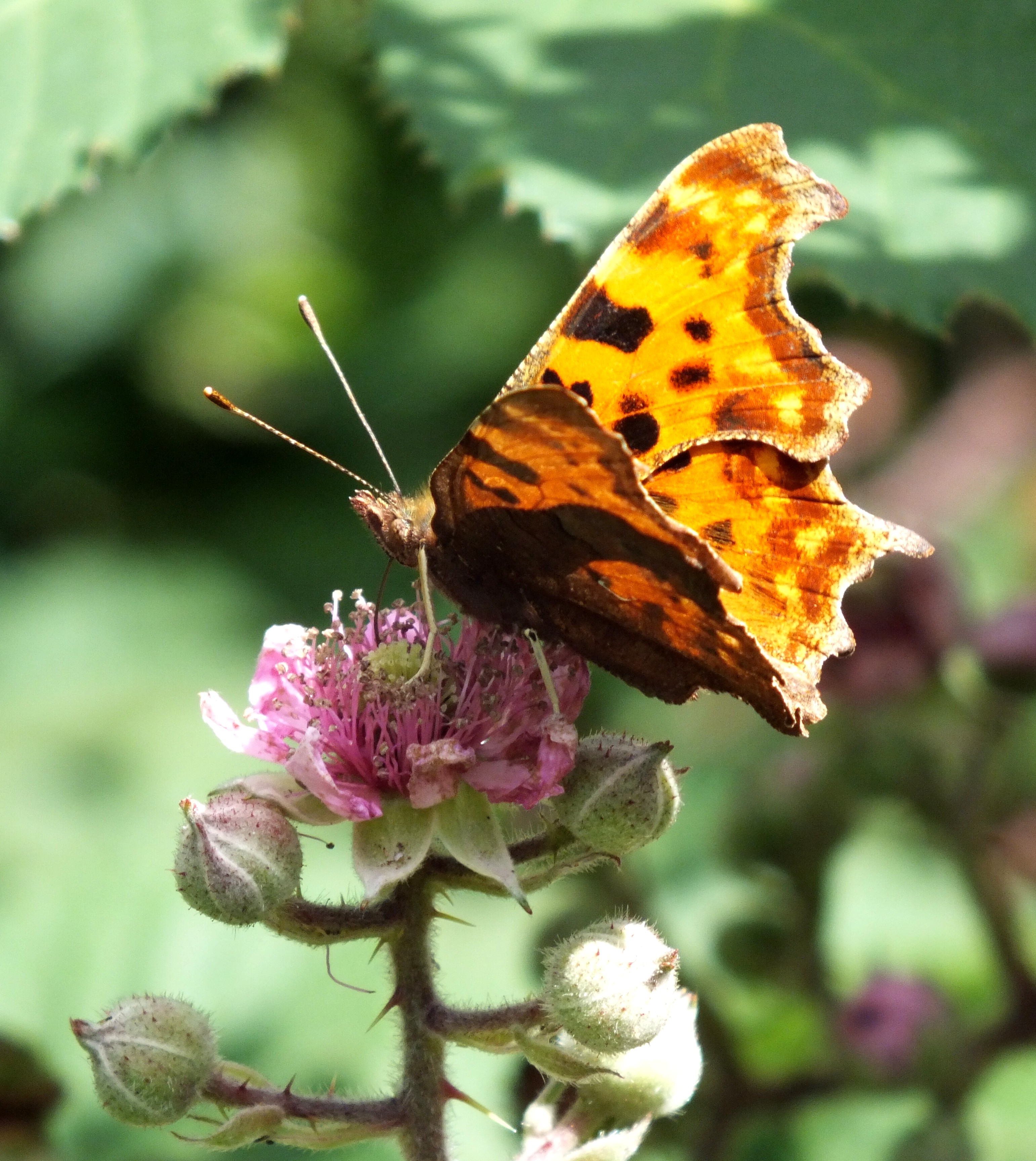 COMMA BUTTERFLY Bill Bagley Photography